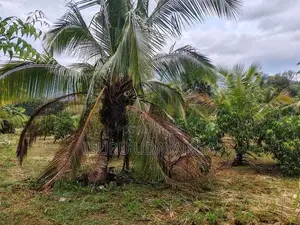 ප්‍රධාන පාරට මුහුනලා සින්නක්කර ඉඩම් කැබලි කීපයක් විකිනීමට.
