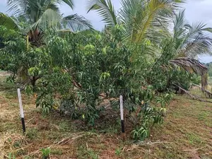 ප්‍රධාන පාරට මුහුනලා සින්නක්කර ඉඩම් කැබලි කීපයක් විකිනීමට.