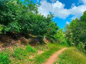 Large Cinnamon Land for Sale – Thiththagalla, Galle