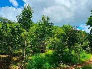 Large Cinnamon Land for Sale – Thiththagalla, Galle