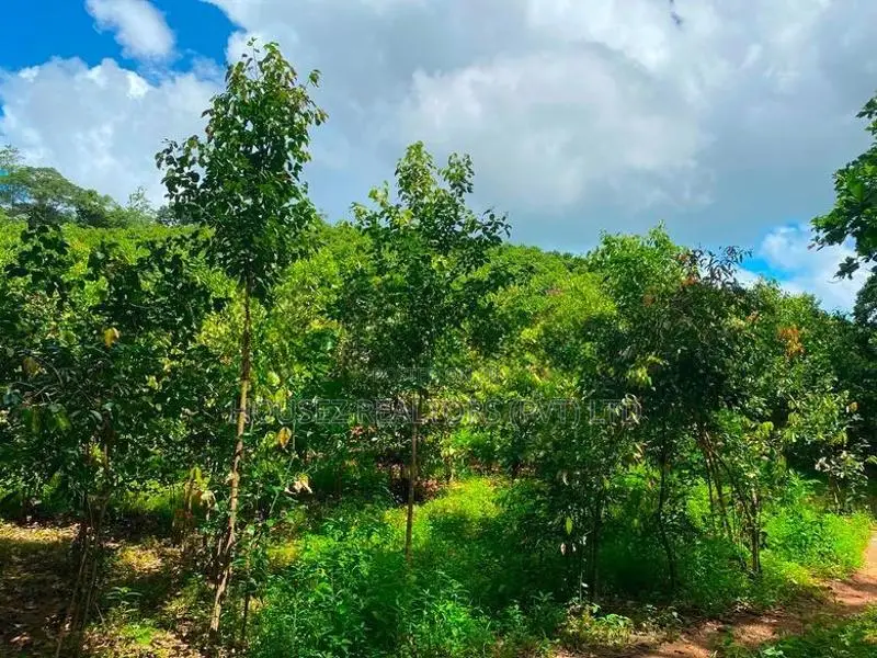 Large Cinnamon Land for Sale – Thiththagalla, Galle
