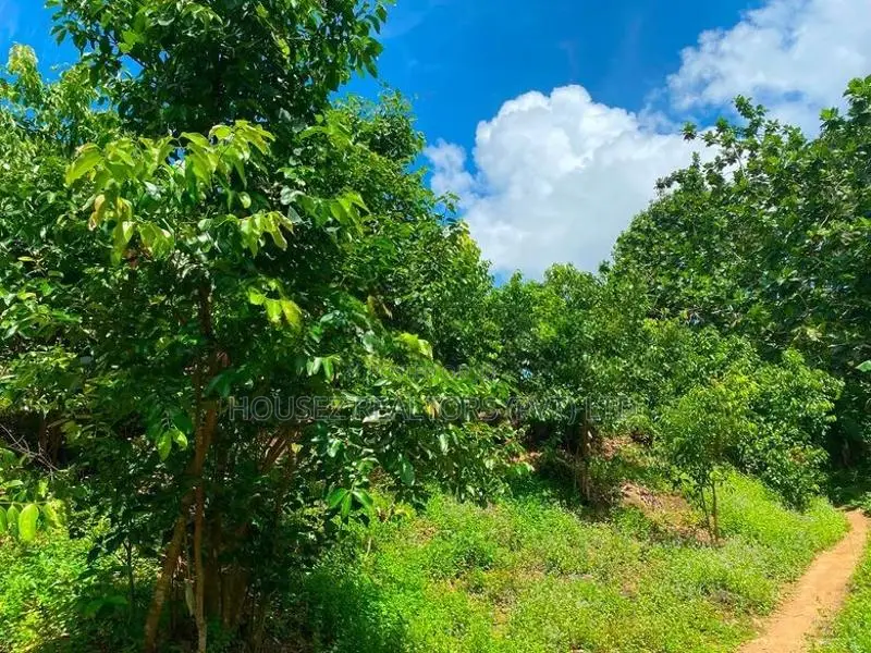 Large Cinnamon Land for Sale – Thiththagalla, Galle