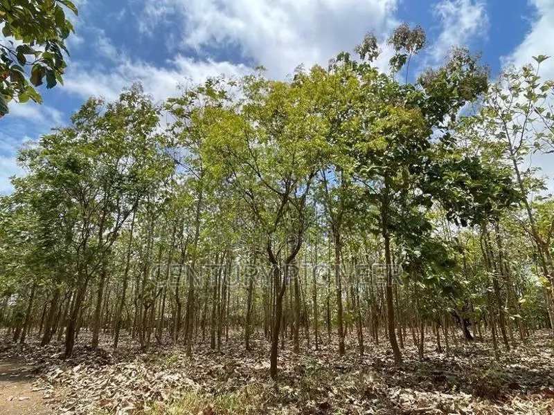 Prime Agricultural Land for Sale Puttalam