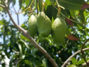 Land Sale in தாண்டியடி
