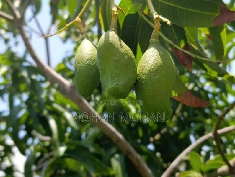 Land Sale in தாண்டியடி