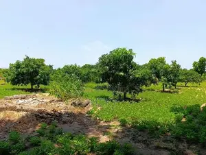 Land For Sale In Akkarepattu