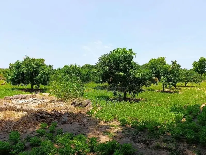 Land For Sale In Akkarepattu