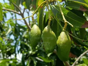 Land For Sale In Akkarepattu