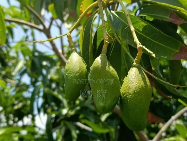 Land For Sale In Akkarepattu
