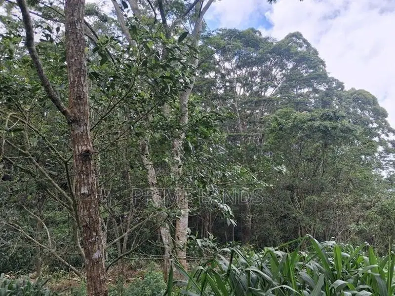 Land for Sale Pussellawa