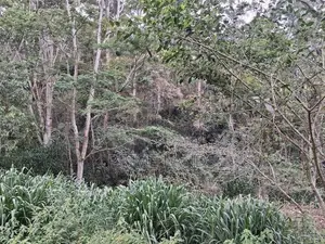 Land for Sale Pussellawa