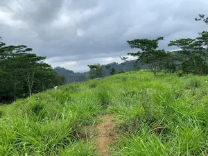 Land for Sale Pussellawa