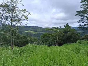 Land for Sale Pussellawa
