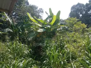 බිබිල නගර ආසන්නයෙන් පර්චස් 47 ඉඩම විකිණීමට