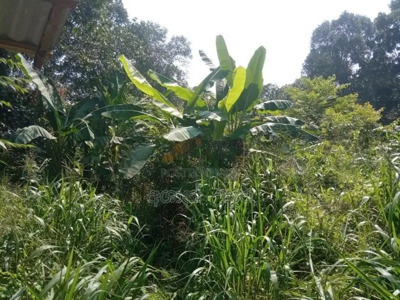බිබිල නගර ආසන්නයෙන් පර්චස් 47 ඉඩම විකිණීමට