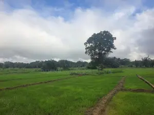 Land for Sale in Sigiriya - සීගිරියෙන් ඉඩමක් විකිණීමට