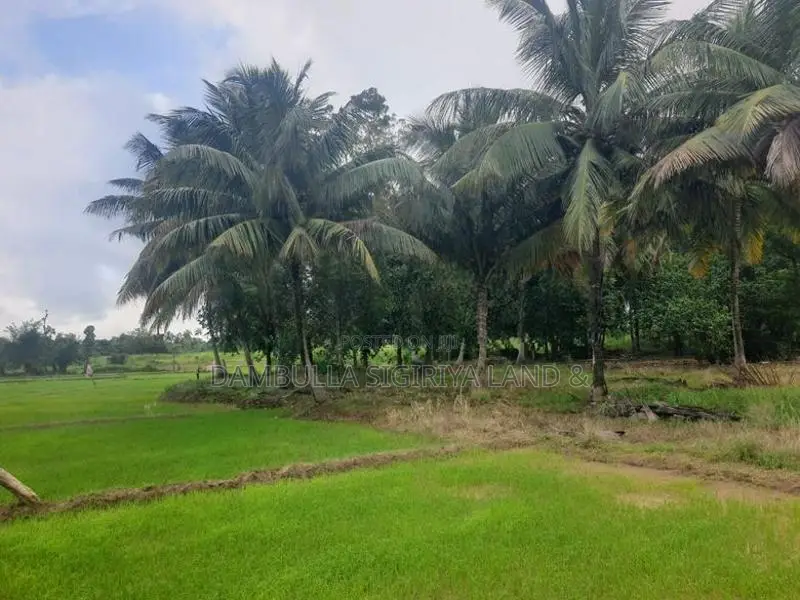 Land for Sale in Sigiriya - සීගිරියෙන් ඉඩමක් විකිණීමට