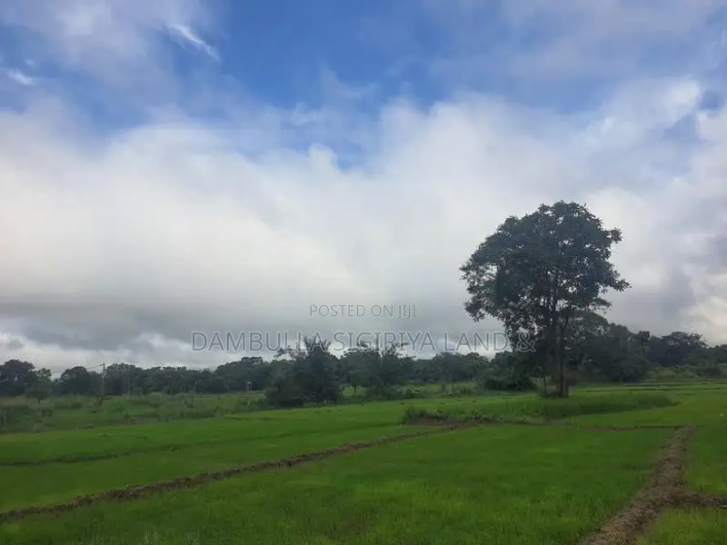 Land for Sale in Sigiriya - සීගිරියෙන් ඉඩමක් විකිණීමට