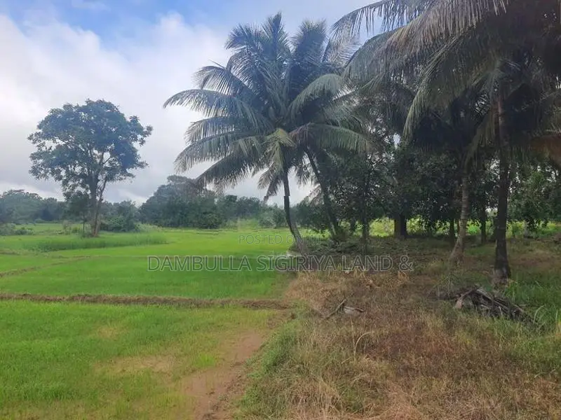 Land for Sale in Sigiriya - සීගිරියෙන් ඉඩමක් විකිණීමට