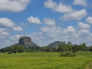 Land for Sale in Sigiriya - සීගිරියෙන් ඉඩමක් විකිණීමට
