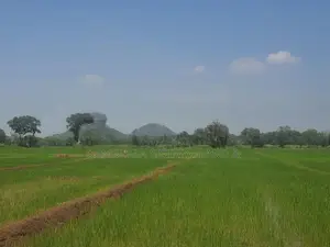 Land for Sale in Sigiriya - සීගිරියෙන් ඉඩමක් විකිණීමට