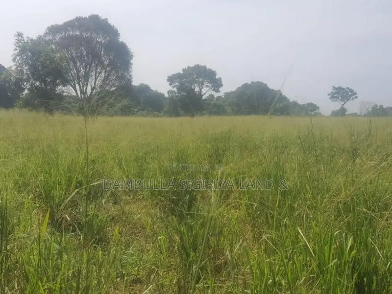 Land for Sale in Sigiriya - සීගිරියෙන් ඉඩමක් විකිණීමට