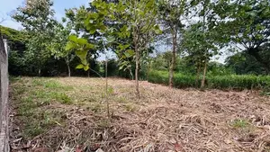 කුලියාපිටිය නගර සීමාවෙන් නිස්කලංක ඉඩමක්