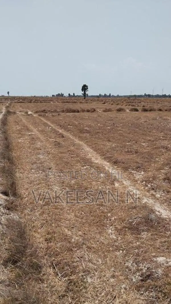 நெல் வயல் விற்பனைக்கு