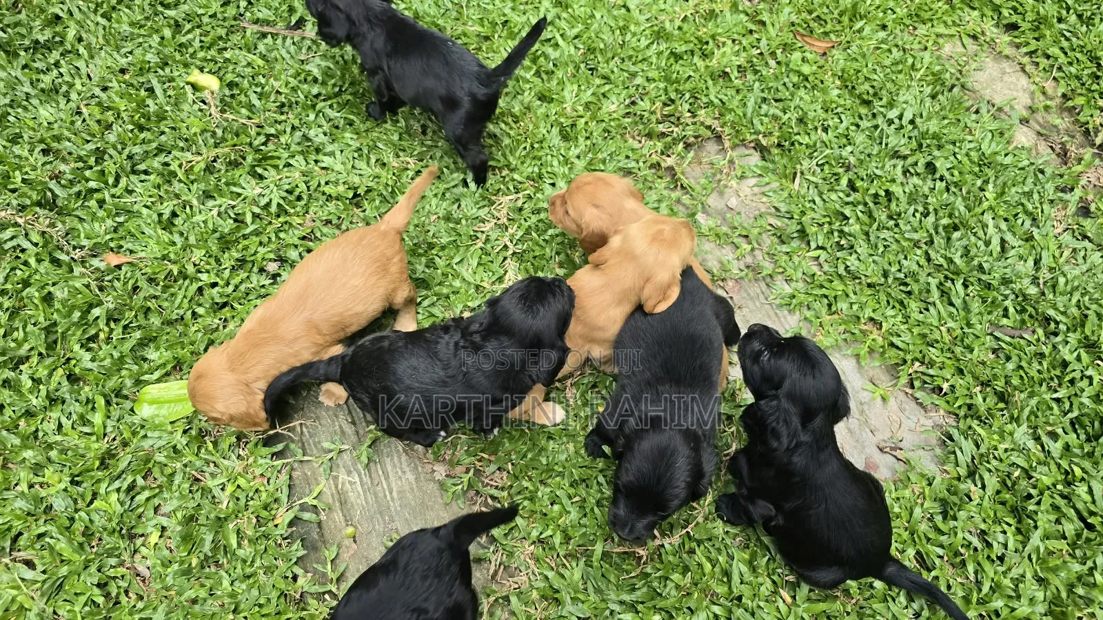 0-1 month Female Purebred Cocker Spaniel