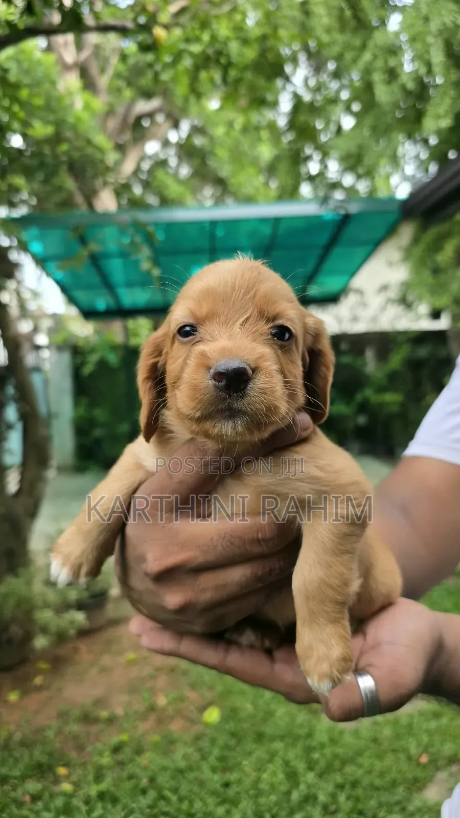0-1 month Female Purebred Cocker Spaniel