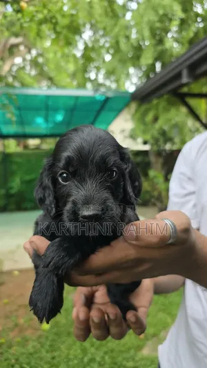 0-1 month Female Purebred Cocker Spaniel