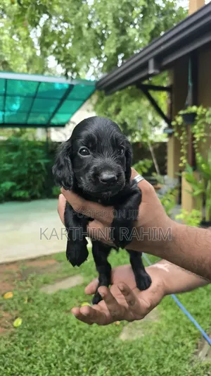 0-1 month Female Purebred Cocker Spaniel