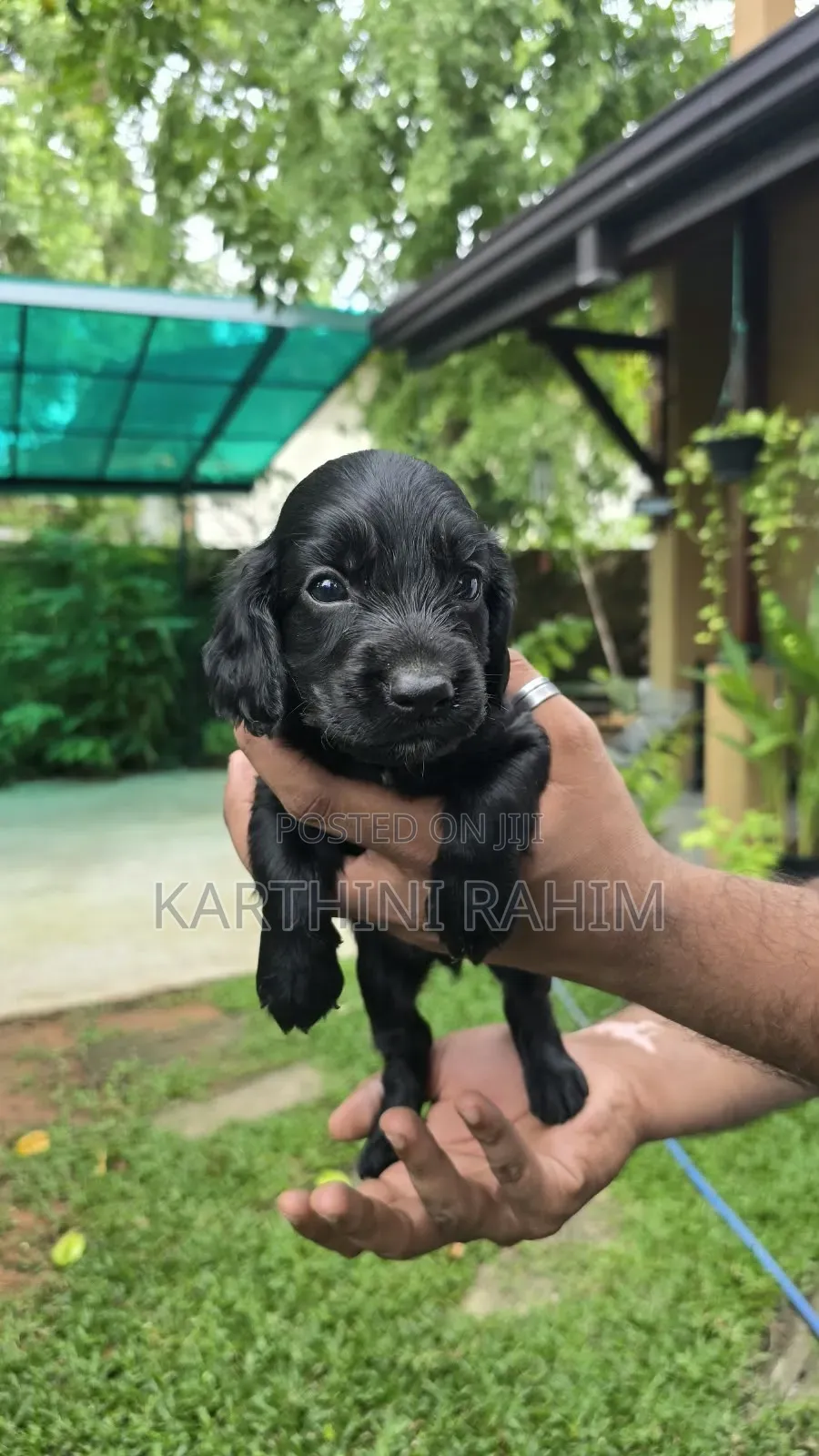 0-1 month Female Purebred Cocker Spaniel