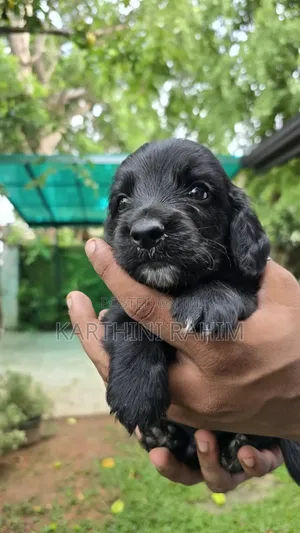 0-1 month Female Purebred Cocker Spaniel