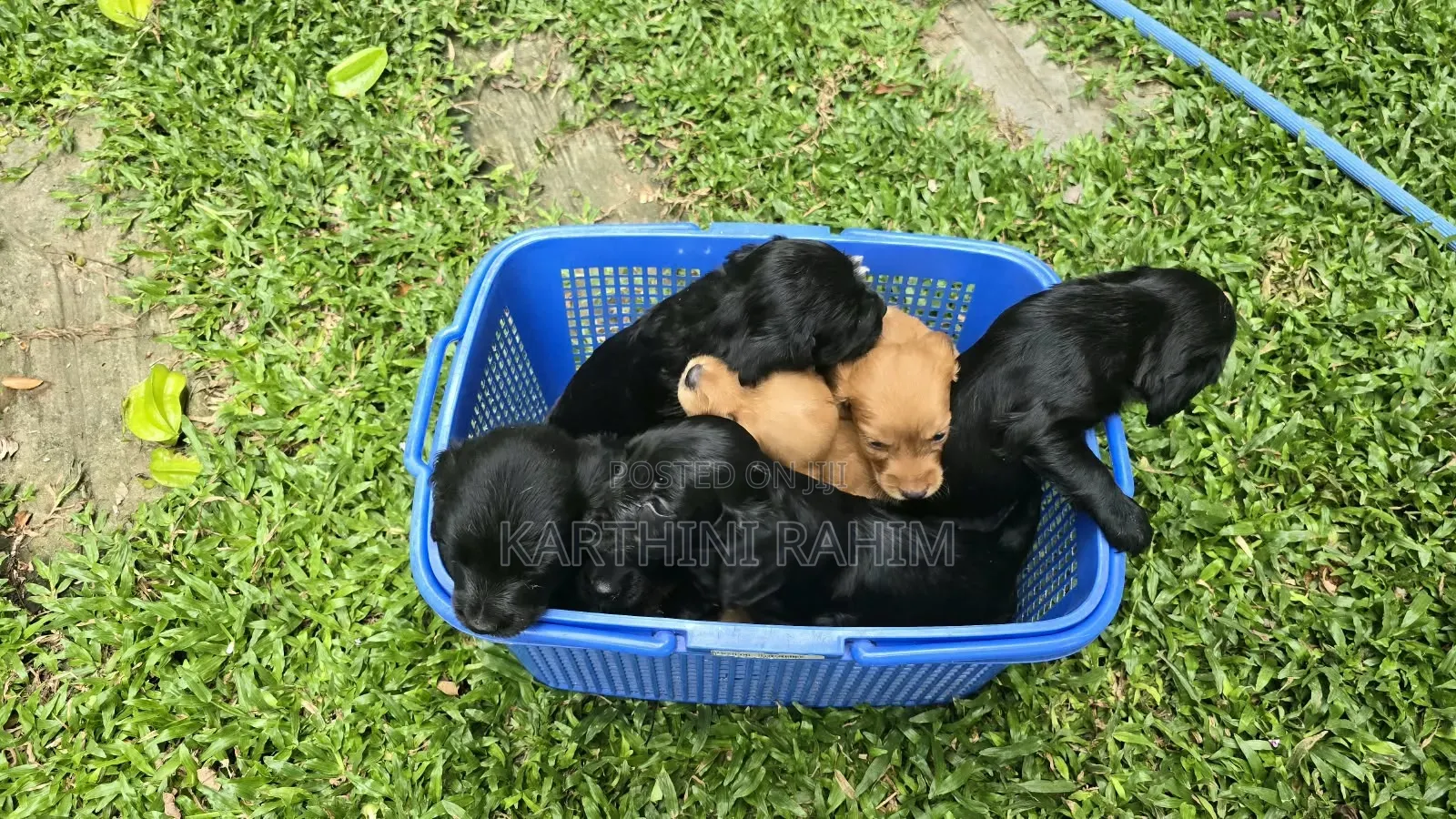 0-1 month Female Purebred Cocker Spaniel