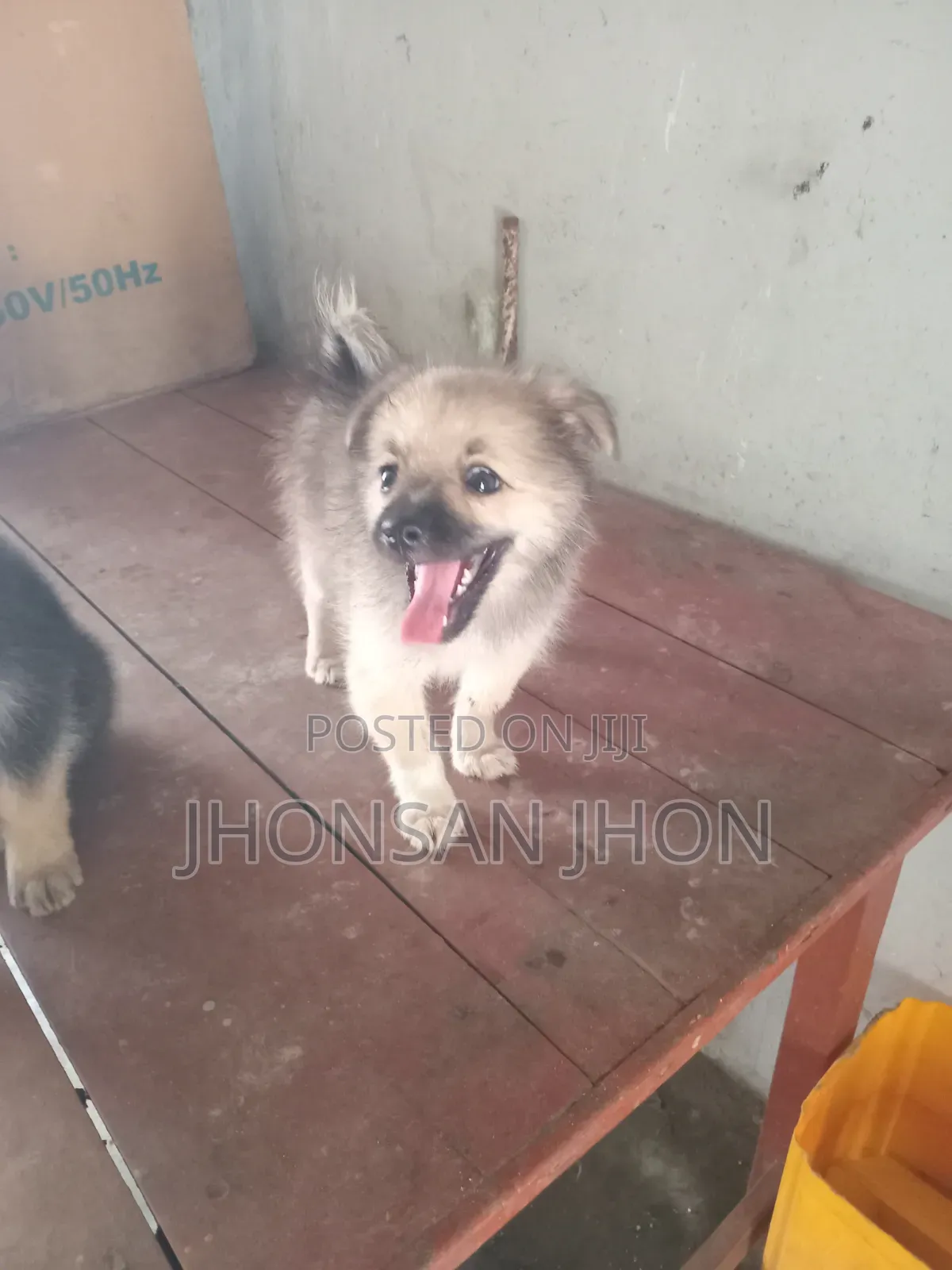 1-3 months Female Purebred Pomeranian