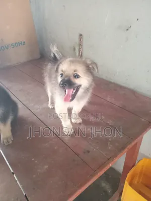 1-3 months Female Purebred Pomeranian