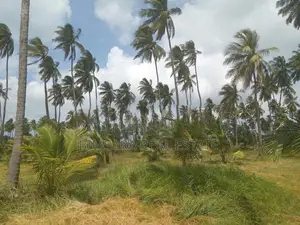 20 Acre Coconut Estate Agricultural Land Puttalam