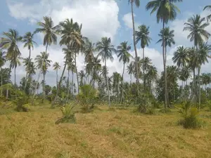 20 Acre Coconut Estate Agricultural Land Puttalam