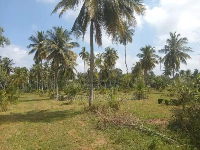 20 Acre Coconut Estate Agricultural Land Puttalam