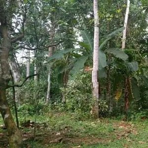 Commercial Land for Sale in Hikkaduwa