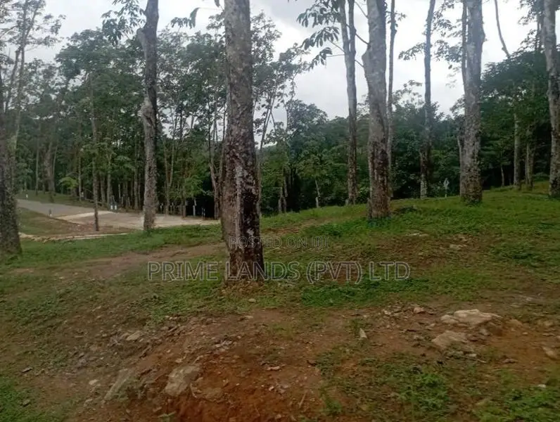 හොරන නගරයට ලඟින් හොඳම ඉඩම බැල්ලපිටිය