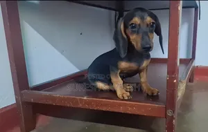 3-6 months Female Purebred Dachshund