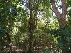 සංචාරක හොටෙල් සදහා ඉතා සුදුසු ඉඩමක් සිගිරියන් ව්කිණිමට ඇත