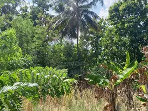 දඹුල්ල අවටින් පර්චස් 20 ක් ව්කිණිමට ඇත