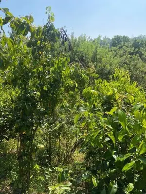 Cinnamon Land For Sale Walākanda Hakmana