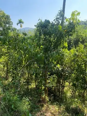 Cinnamon Land For Sale Hakmana