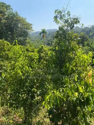 Cinnamon Land For Sale Hakmana