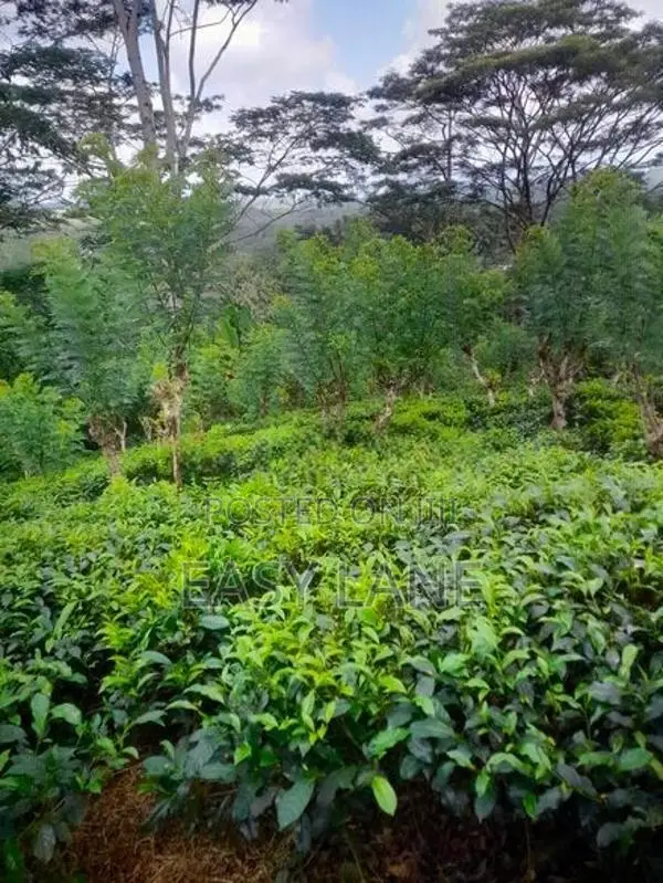 ආදායම් ලබන පර්චස් 128 ක තේ ඉඩමක් විකිණීමට / HL 13522