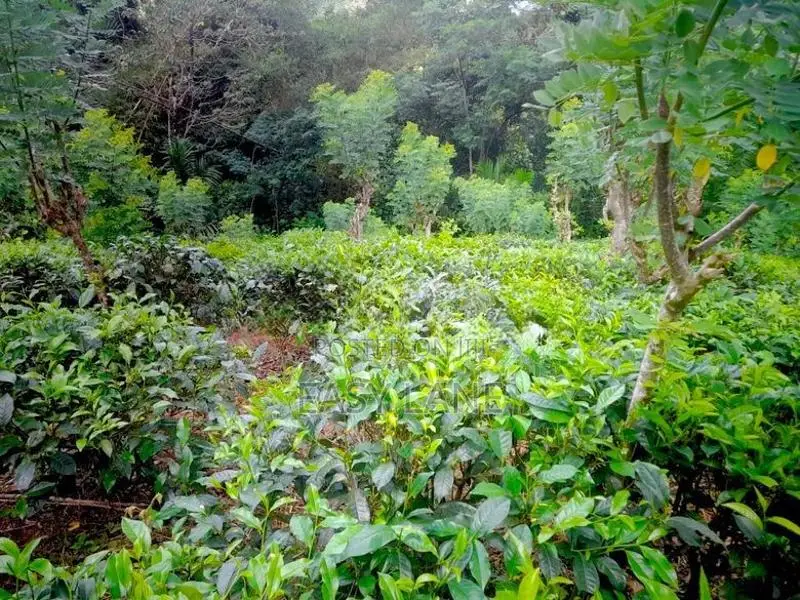 ආදායම් ලබන පර්චස් 128 ක තේ ඉඩමක් විකිණීමට / HL 13522